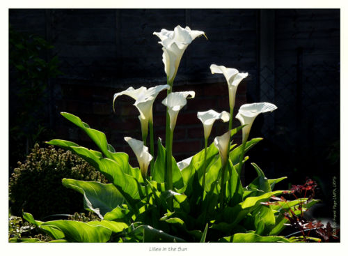 Lilies in the Sun